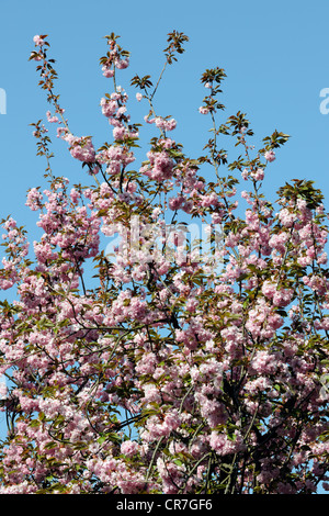 Japanische Blütenkirsche (Prunus Serrulata), blühende Zweige Stockfoto