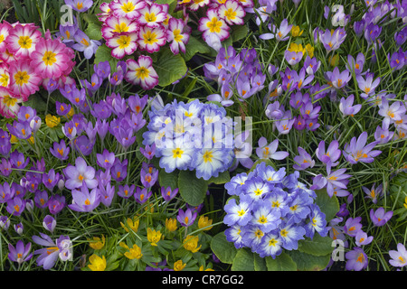 Blau und Rosa Primel mit Winter Aconites und Krokusse im Garten Stockfoto