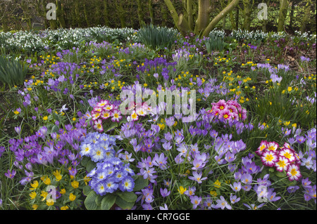 Frühling Crocus Aconites Polyanthus und Schneeglöckchen im Garten Einstellung Norfolk März Stockfoto