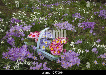 Frühling Crocus Aconites Polyanthus und Schneeglöckchen im Garten Einstellung Norfolk März Stockfoto