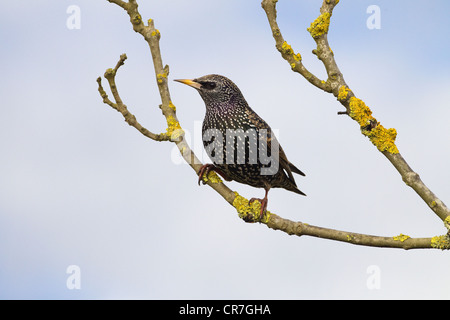 Starling Sturnus Vulgaris im winter Stockfoto