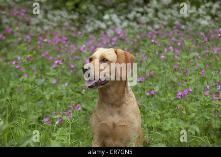 Gelber Labrador sitzt an Wildblumen Stockfoto