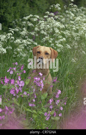 Gelber Labrador sitzt an Wildblumen Stockfoto