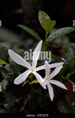 Natal Pflaumen- oder große Num Num (Carissa Macrocarpa), Blumen Stockfoto