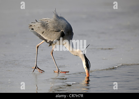 Graue Reiher (Ardea Cinerea) stehen am Rande des Eises auf einem zugefrorenen See und Fische fangen Stockfoto