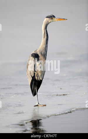 Graue Reiher (Ardea Cinerea) stehend auf einem zugefrorenen See im winter Stockfoto