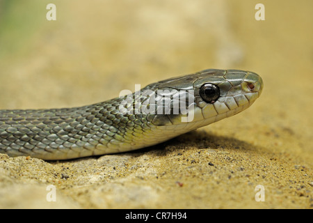 Japanische Ratte-Schlange (bieten Climacophora) Stockfoto