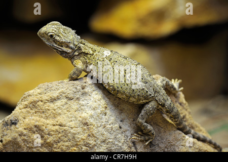 Dwarf Bearded Dragon oder Lawsons Bearded Dragon (Pogona Henrylawsoni) Stockfoto