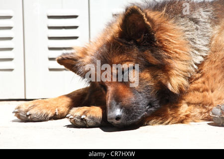 Porträt von niedlichen deutschen shepard Stockfoto