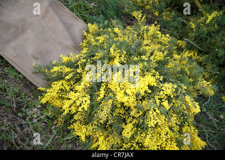 Ernte von Mimosen auf die Riviera in Frankreich Stockfoto