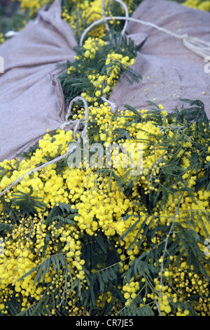 Ernte von Mimosen auf die Riviera in Frankreich Stockfoto