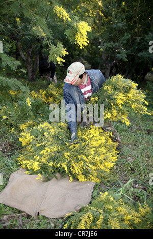 Ernte von Mimosen auf die Riviera in Frankreich Stockfoto