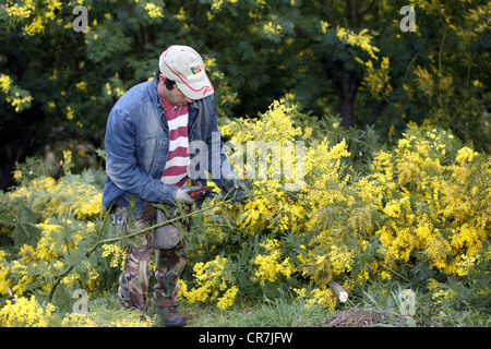 Ernte von Mimosen auf die Riviera in Frankreich Stockfoto