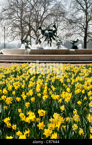 Hyde Park, London. Frühling Narzisse mit den vier Winden Brunnen im Hintergrund. Stockfoto