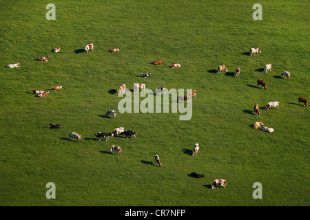 Luftaufnahme, Herde Kühe weiden auf den Hügeln von Sauerlandhoehen, Bezirk Maerkischer Kreis, Sauerland, Nordrhein-Westfalen Stockfoto