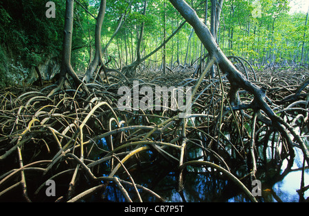 Dominikanische Republik, Halbinsel Samana, Los Haities National Park, Mangroven Stockfoto