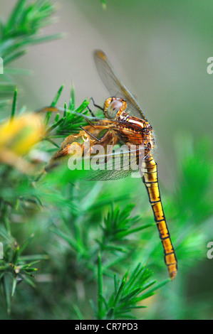 gekielt Abstreicheisen Libelle Orthetrum Coerulescens Odonata Anisoptera Insekt Wirbellosen weiblich Stockfoto