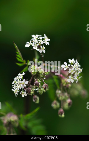 Kuh-Petersilie Anthriscus Sylvestris weiße Doldengewächse Karotte Familie Umbelliferae mehrjährige wilde Blume Stockfoto