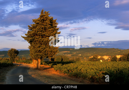 Frankreich, Vaucluse, Ste Cecile Les Vignes AOC Côtes du Rhône Cairanne, Straße durch die Weinberge Stockfoto