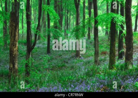 Eine schöne Bluebell Holz im Frühjahr UK Stockfoto