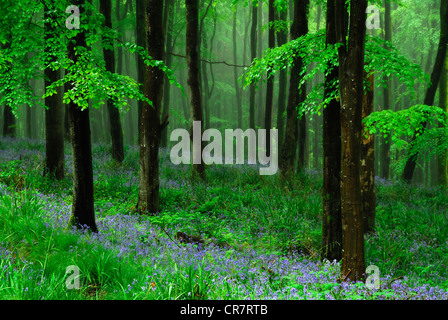 Glockenblumen in Buche Wald in der Nähe von Beaminster, Dorset, UK Mai 2011 Stockfoto