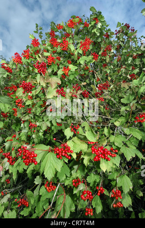 GUELDER-ROSE Viburnum Opulus (Caprifoliaceae) Stockfoto