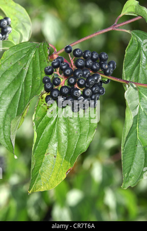 HARTRIEGEL Cornus sanguineaund (Cornales) Stockfoto