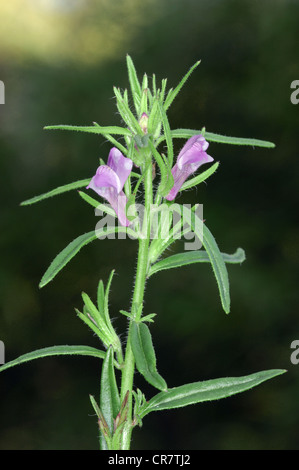 Die Wiesel-Schnauze Misopates Orontium (Scrophulariaceae) Stockfoto