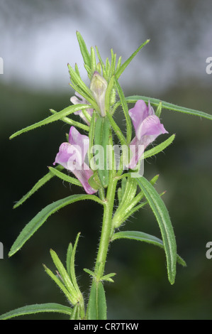 Die Wiesel-Schnauze Misopates Orontium (Scrophulariaceae) Stockfoto