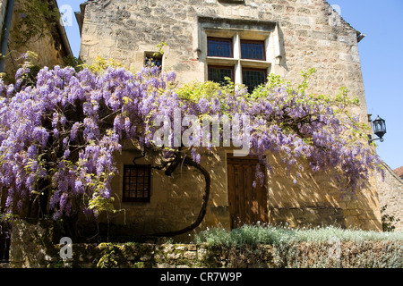 Frankreich, Dordogne, Perigord Noir, Dordogne-Tal, Domme, gekennzeichnet Les Plus Beaux Dörfer de France, Glyzinie Stockfoto