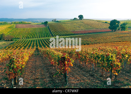 Frankreich, Tarn, Gaillac Weinberge Stockfoto