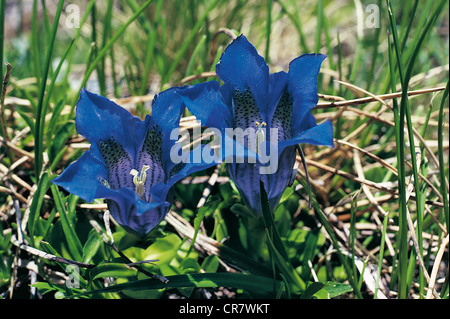 Frankreich, Hautes-Pyrenäen, Kochs Enzian, Gentiana kochiana Stockfoto