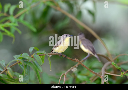 schöne Flyeater Vogel (Garygone Sulphurea) im Mangroove Wald von Thailand Stockfoto