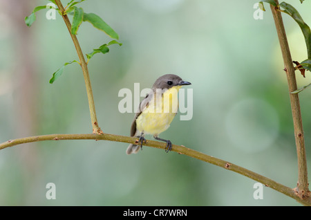 schöne Flyeater Vogel (Garygone Sulphurea) im Mangroove Wald von Thailand Stockfoto