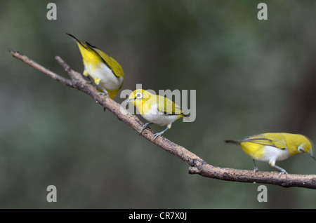 schöne orientalische White-eye (Zosterops Palpebrosus) Possing auf Ast Stockfoto