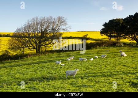 Schafe und neue Lämmer Weiden im Morgengrauen in einer saftig grünen Wiese in der Devon-Landschaft Stockfoto