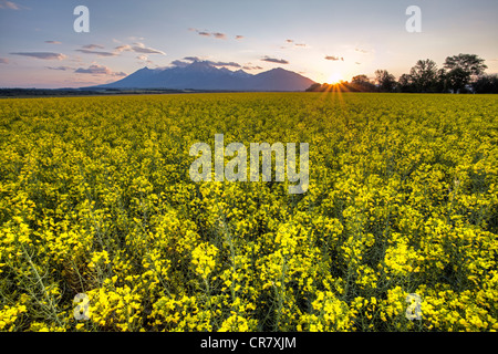 Sonnenuntergang über eine Raps Ernte auf dem slowakischen Land unter den Gipfeln der hohen Tatra. Stockfoto