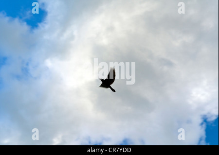 Amsel im Flug gegen geschwollene weißen Wolken und einem klaren blauen Himmel Stockfoto