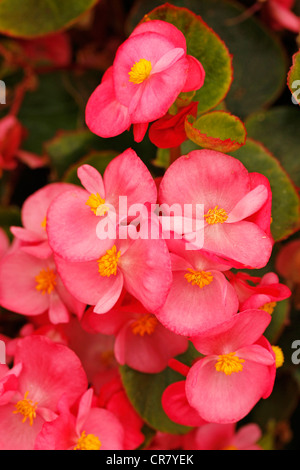 Begonia semperflorens Stockfoto