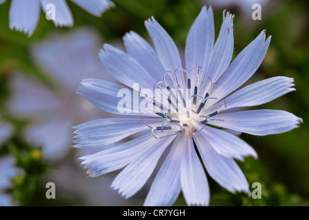 Chicorée (Cichorium Intybus) Stockfoto