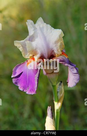 Iris Germanica Hybr. Stockfoto