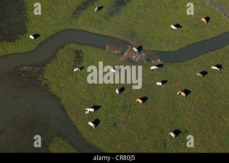 Frankreich, Calvados, Cabourg, Tauchgänge Marsh, Kühe in überschwemmten Wiesen (Luftbild) Stockfoto