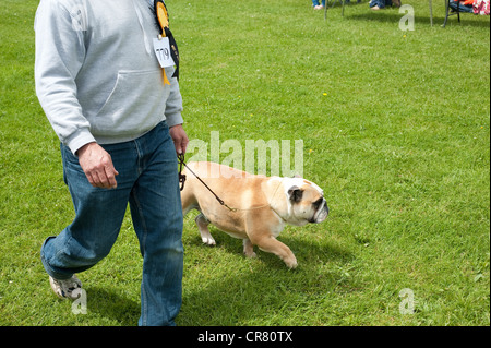 Cornwall, England, UK - Besitzer zu Fuß mit seinen British Bulldog auf einer Hundeausstellung. Stockfoto