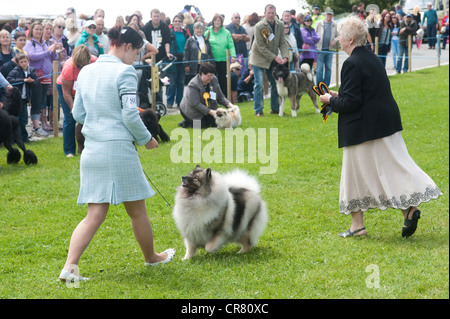 Cornwall England UK - Royal Cornwall Show 2012 - Hundeausstellung, Besitzer mit einem Spitz. Stockfoto