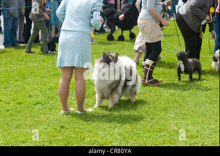 Cornwall England UK - Royal Cornwall Show 2012 - Hundeausstellung, Besitzer mit einem Spitz. Stockfoto