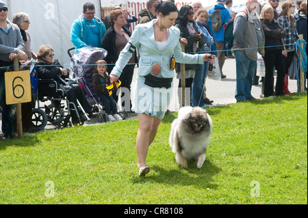 Cornwall England UK - Royal Cornwall Show 2012 - Hundeausstellung, Besitzer mit einem Spitz. Stockfoto