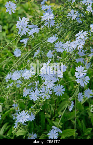 Chicorée (Cichorium Intybus) Stockfoto