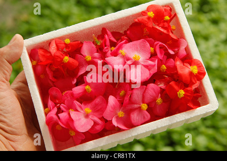 Essbare Blumen für Restaurants zu pflücken. Balaguer Lleida Katalonien Spanien Stockfoto