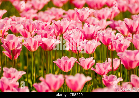 Rosa Tulpe Blumen in voller Blüte auf der hölzernen Schuh Tulip Farm in Woodburn, Oregon Stockfoto