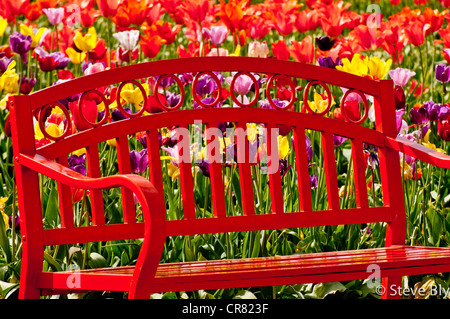 Rote Blume Gartenbank unter Frühjahr Tulpen auf dem hölzernen Schuh Tulip Bauernhof in Woodburn, Oregon Stockfoto